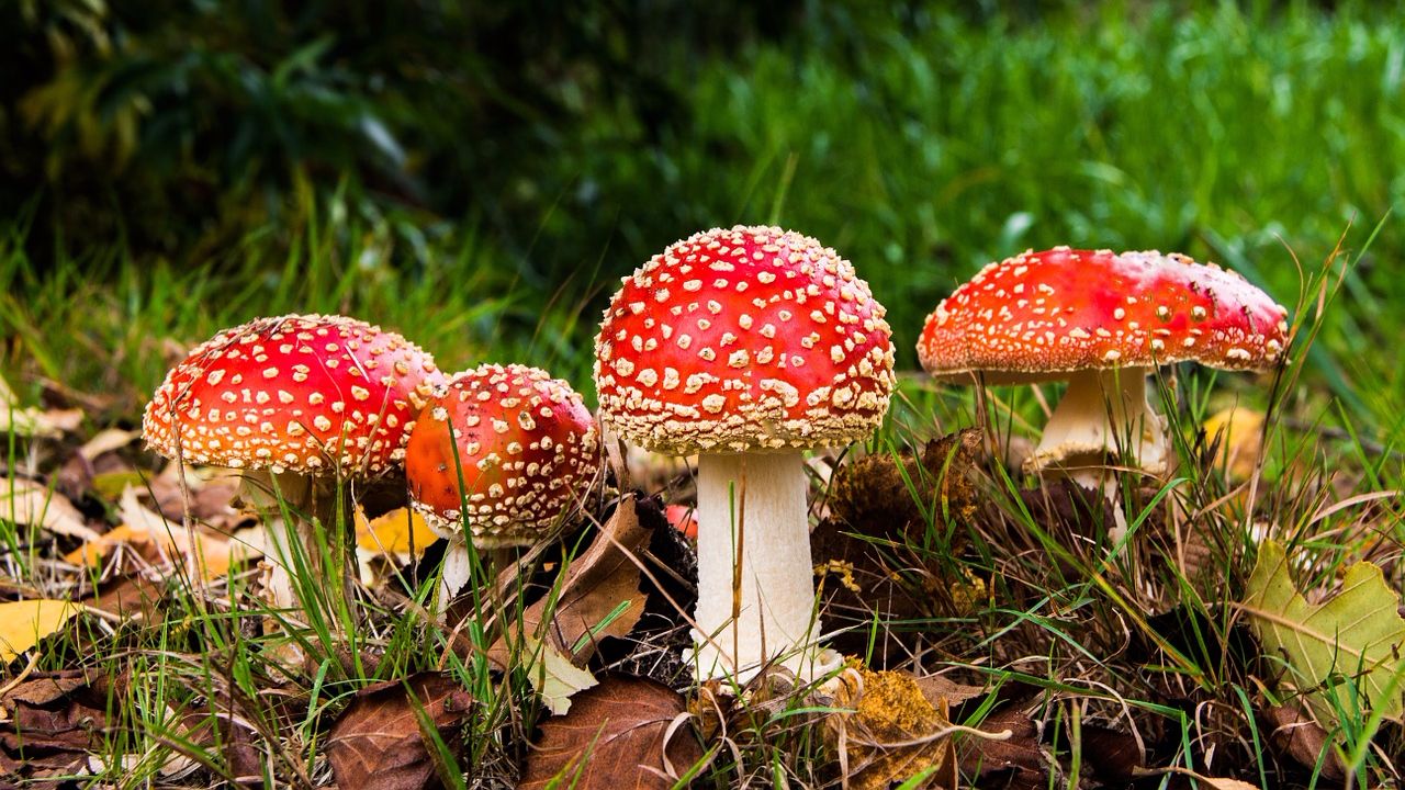 Отравление грибами: симптомы и первая помощь