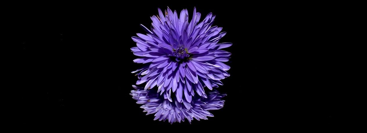 aster-188045_1280