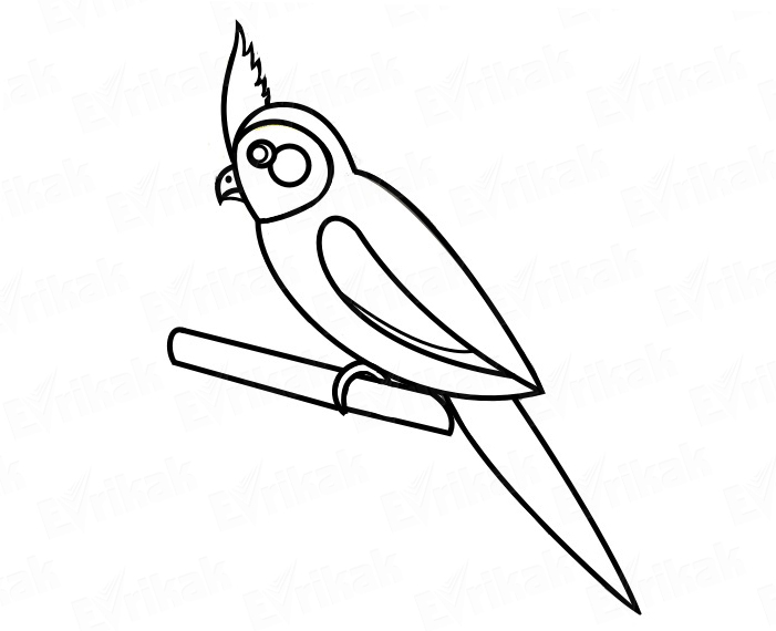 Раскраска «Попугай корелла»