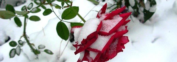 Дайте розе замерзнуть