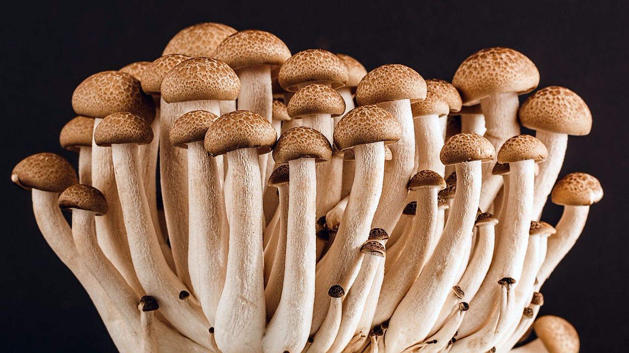 Собираем грибы правильно: памятка начинающим грибникам