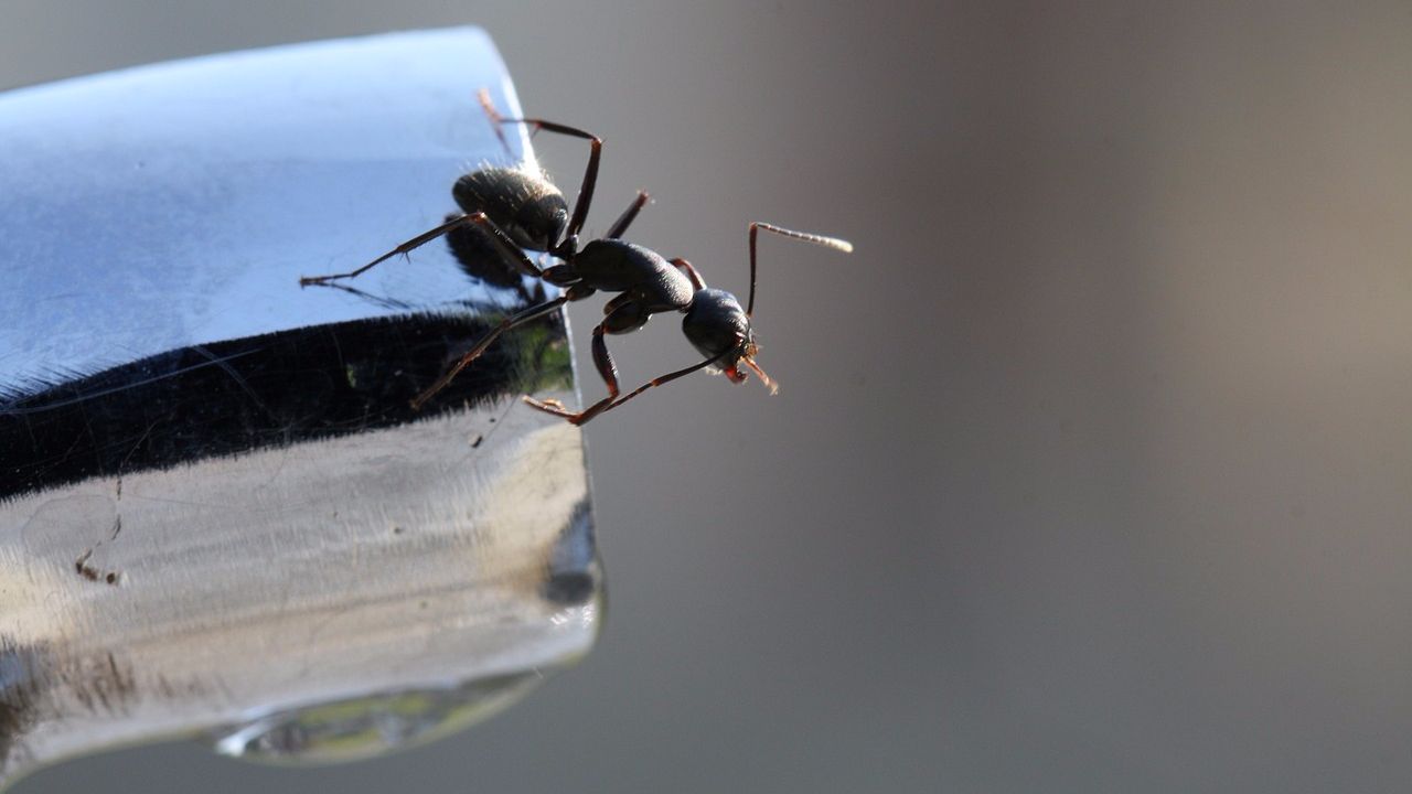 Как избавиться от пищевых муравьев в доме