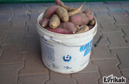 Как выращивать сладкий картофель батат.