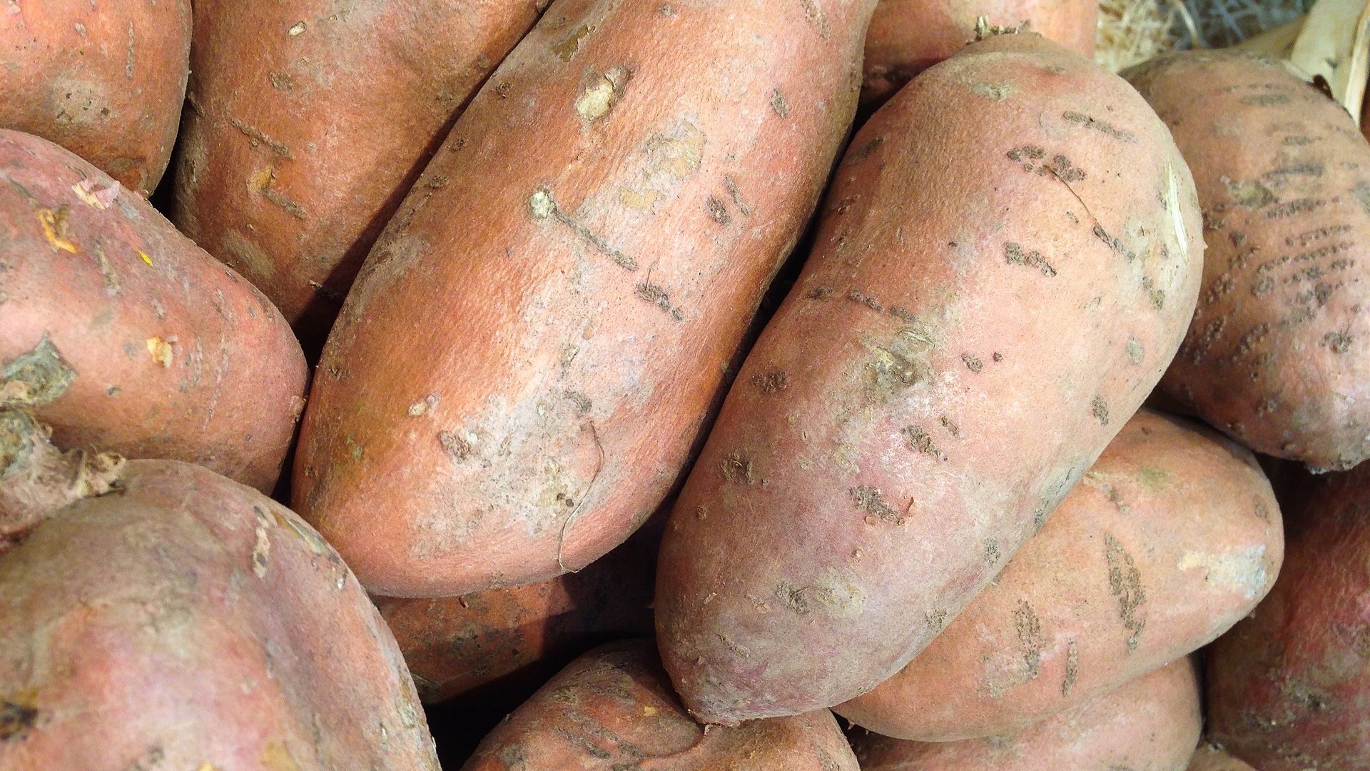 Как выращивать сладкий картофель батат