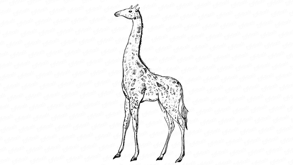 Как нарисовать жирафа самостоятельно