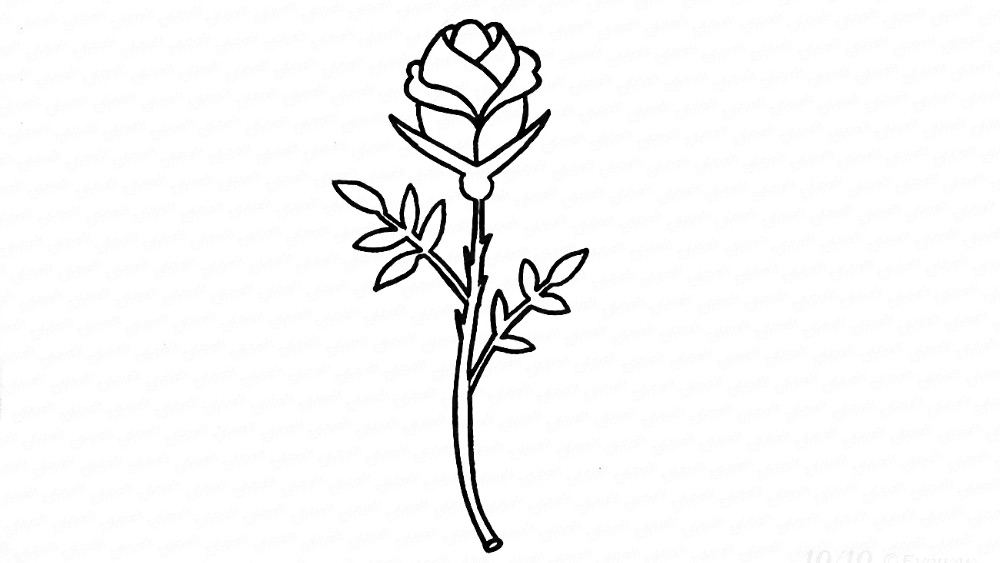Рисуем розу карандашом поэтапно
