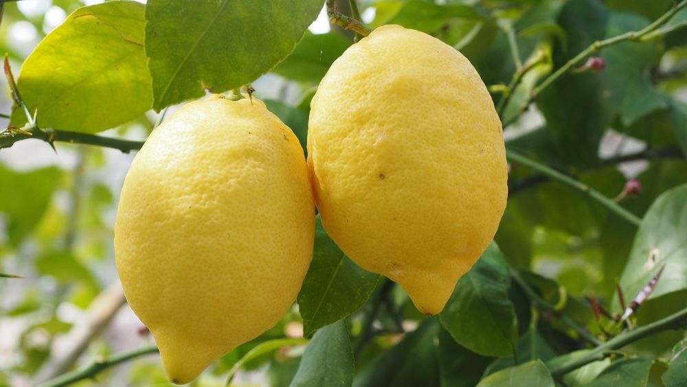 Как вырастить лимонное дерево в домашних условиях (ИНФОГРАФИКА)