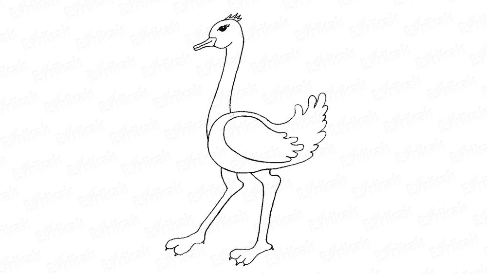 Как нарисовать страуса карандашом