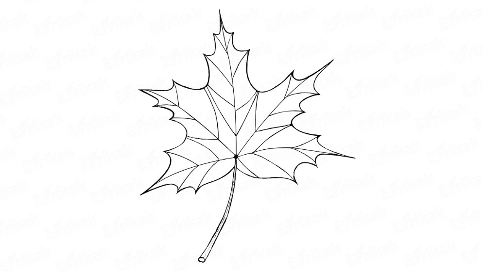 Как нарисовать кленовый лист