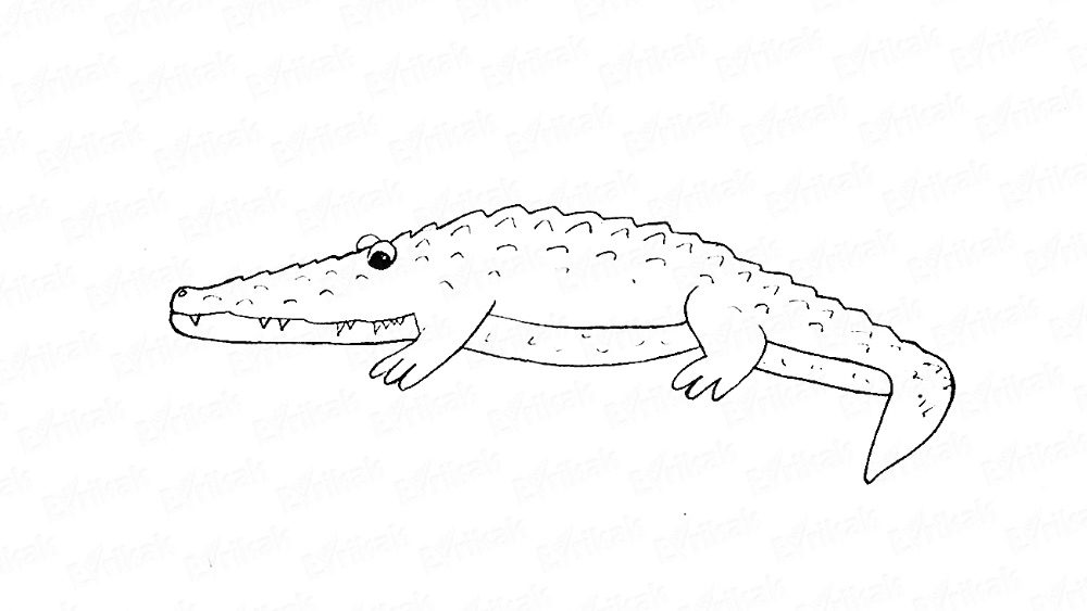 Учимся рисовать крокодила карандашом поэтапно