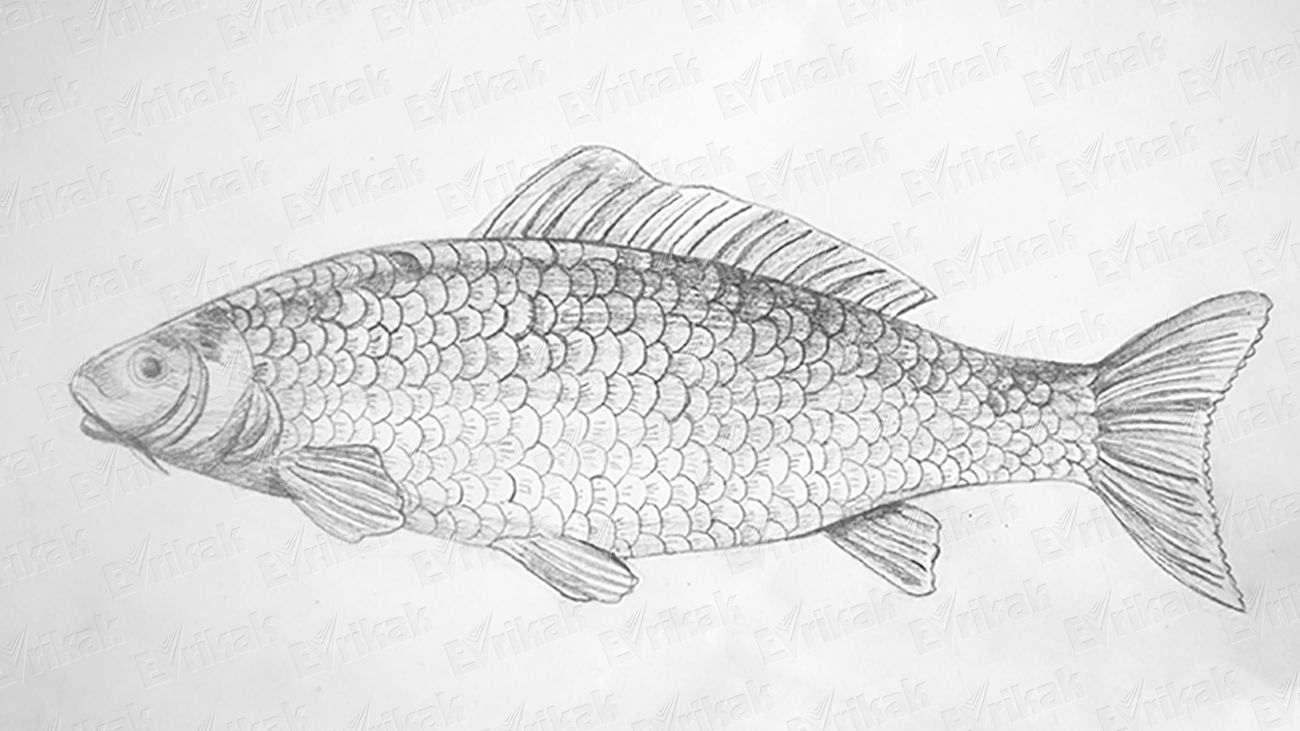 Как поэтапно нарисовать рыбу карандашом