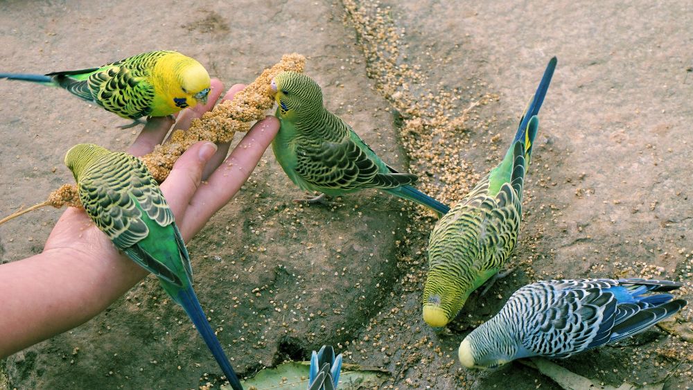 Как и чем кормить попугая, чтобы он был активным и здоровым