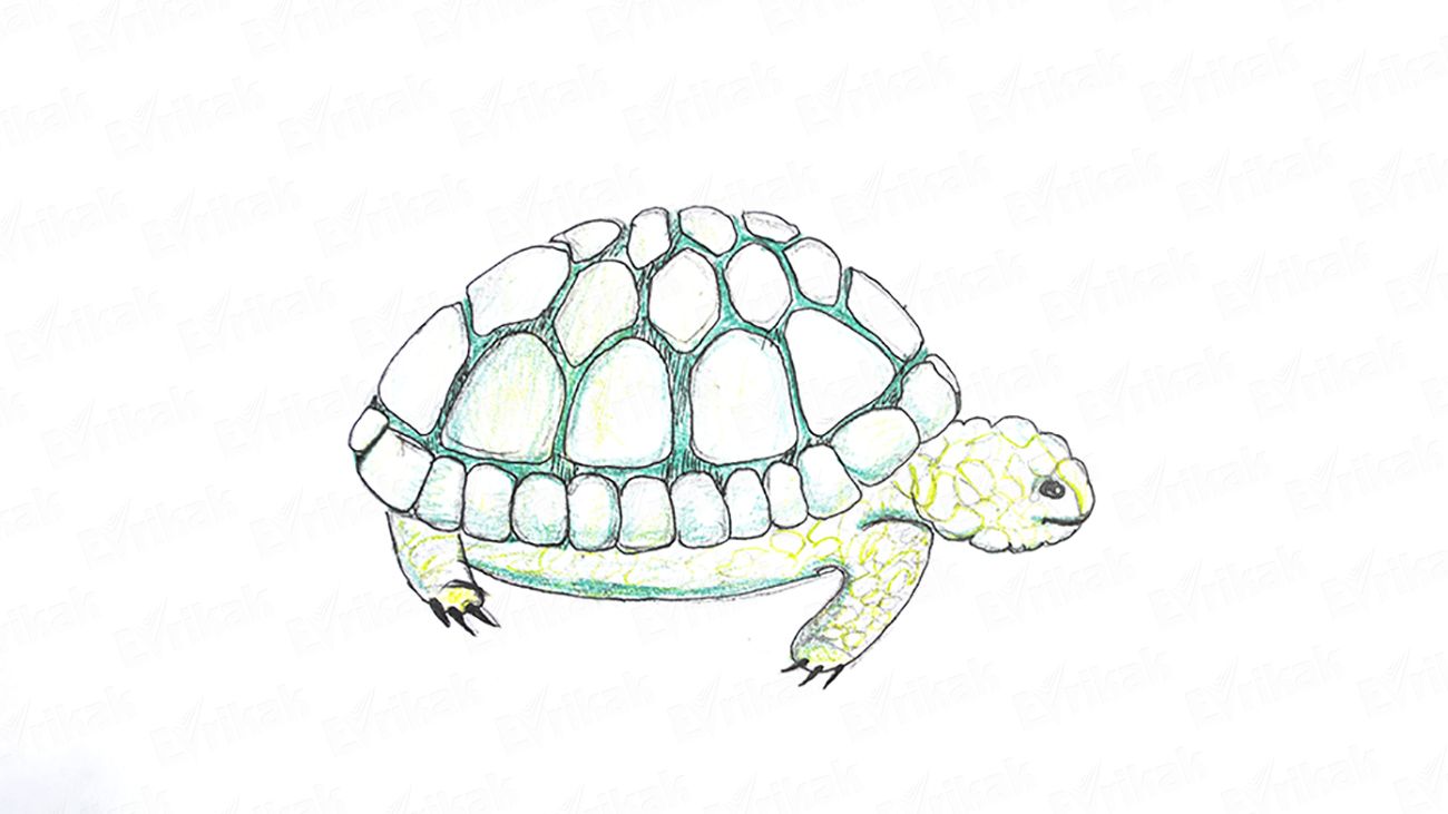 Как поэтапно нарисовать черепаху карандашом