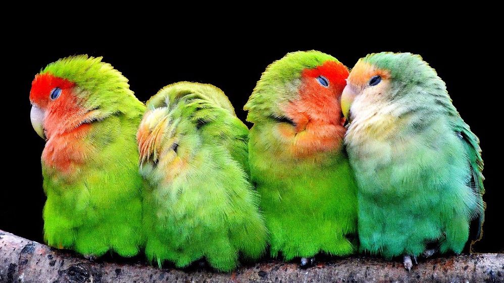 9 шагов к получению здорового потомства попугаев