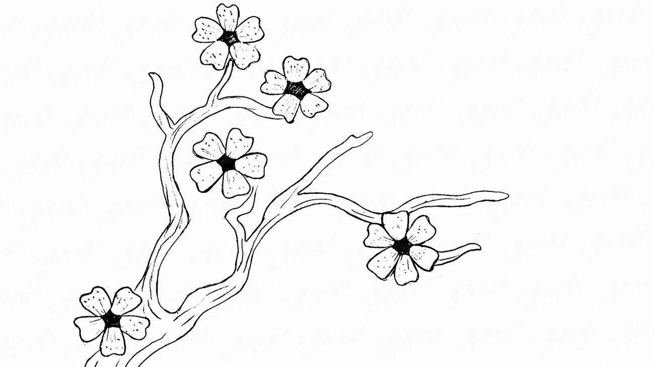 Учимся поэтапно рисовать цветущую сакуру