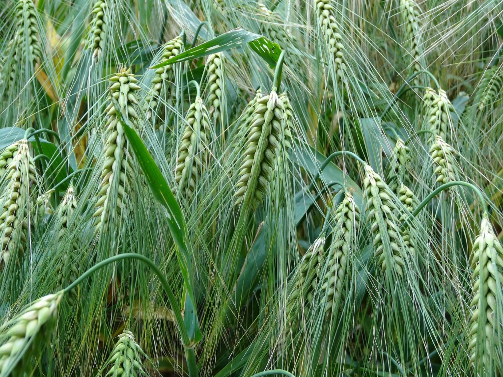 barley-373360_1920