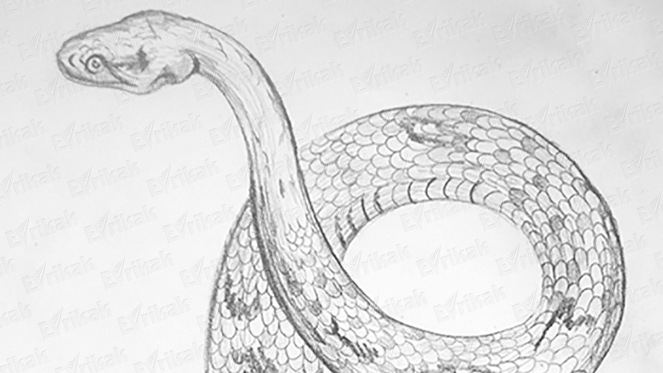 Учимся поэтапно рисовать змею простым карандашом