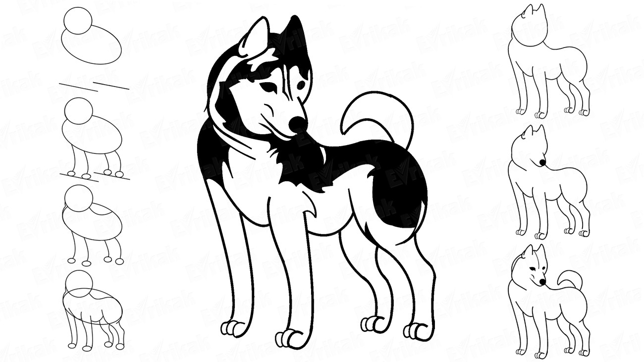 Как нарисовать собаку породы Хаски карандашом поэтапно (+раскраска)