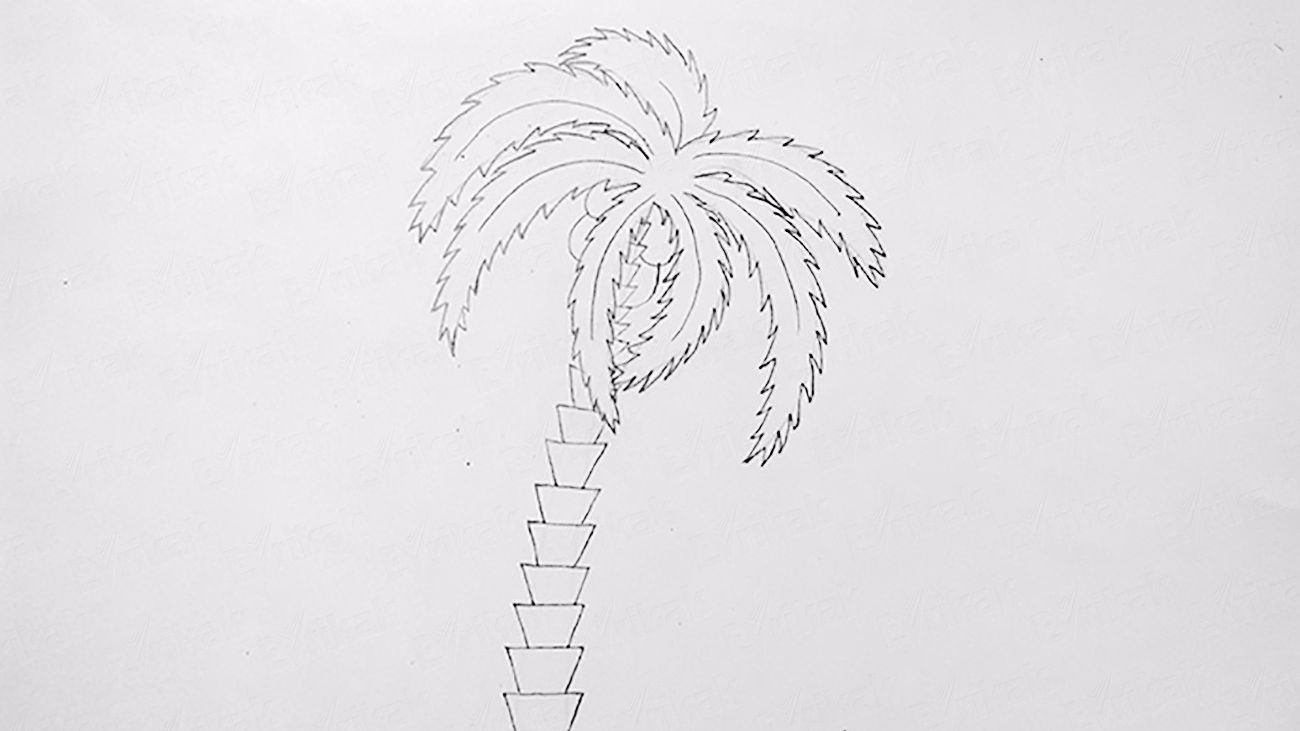 Как поэтапно нарисовать пальму карандашом для детей