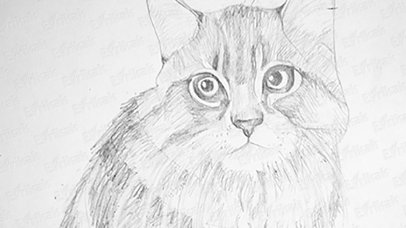 Как поэтапно нарисовать кота
