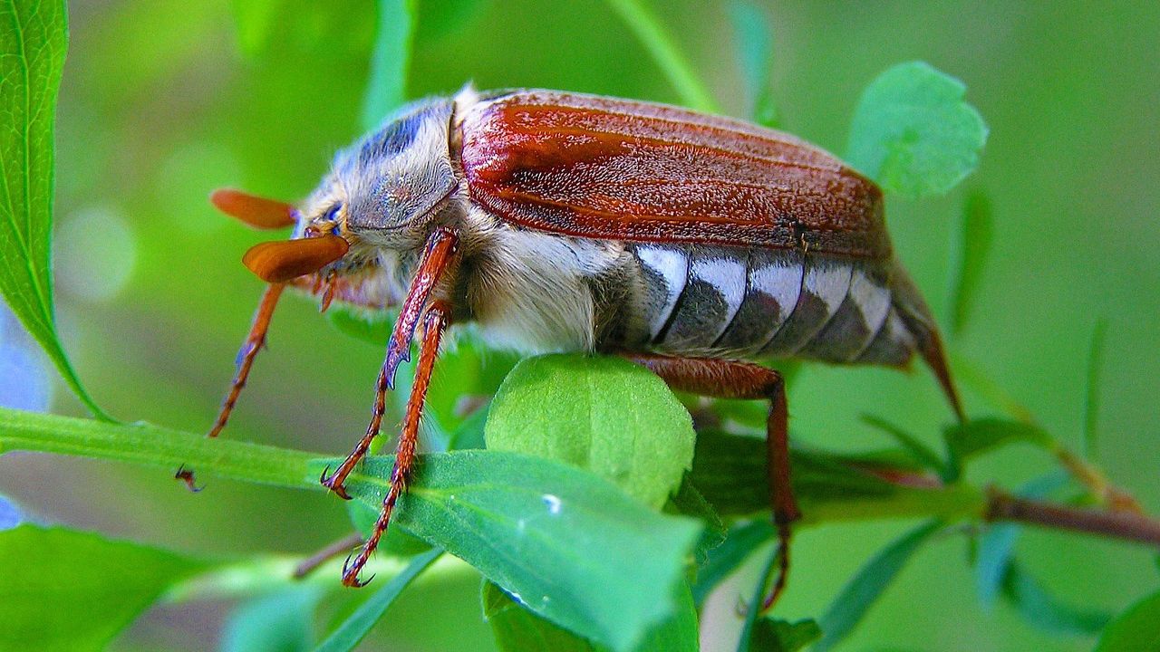 Как бороться с майским жуком на садовом участке