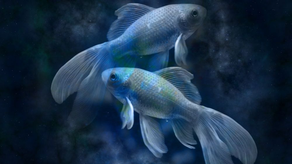 Рыбы: гороскоп совместимости с другими знаками Зодиака