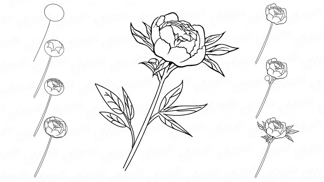 Как поэтапно нарисовать цветы пионы