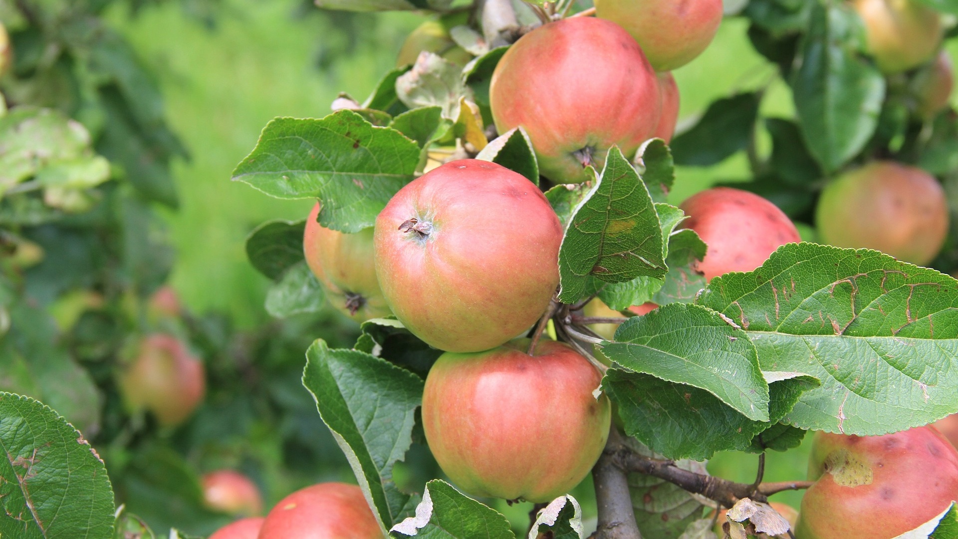 Как и чем опрыскивать яблони весной, летом и осенью