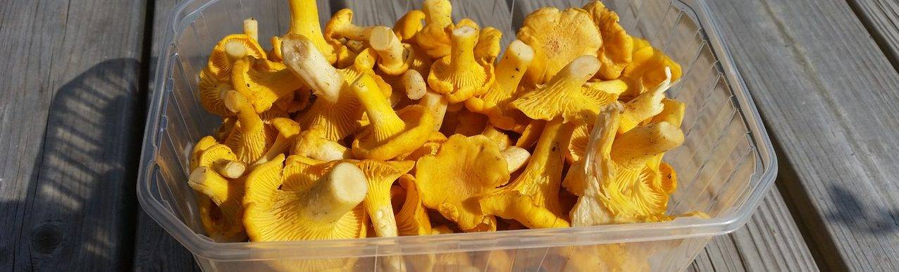 chanterelle-mushrooms-999347_1280