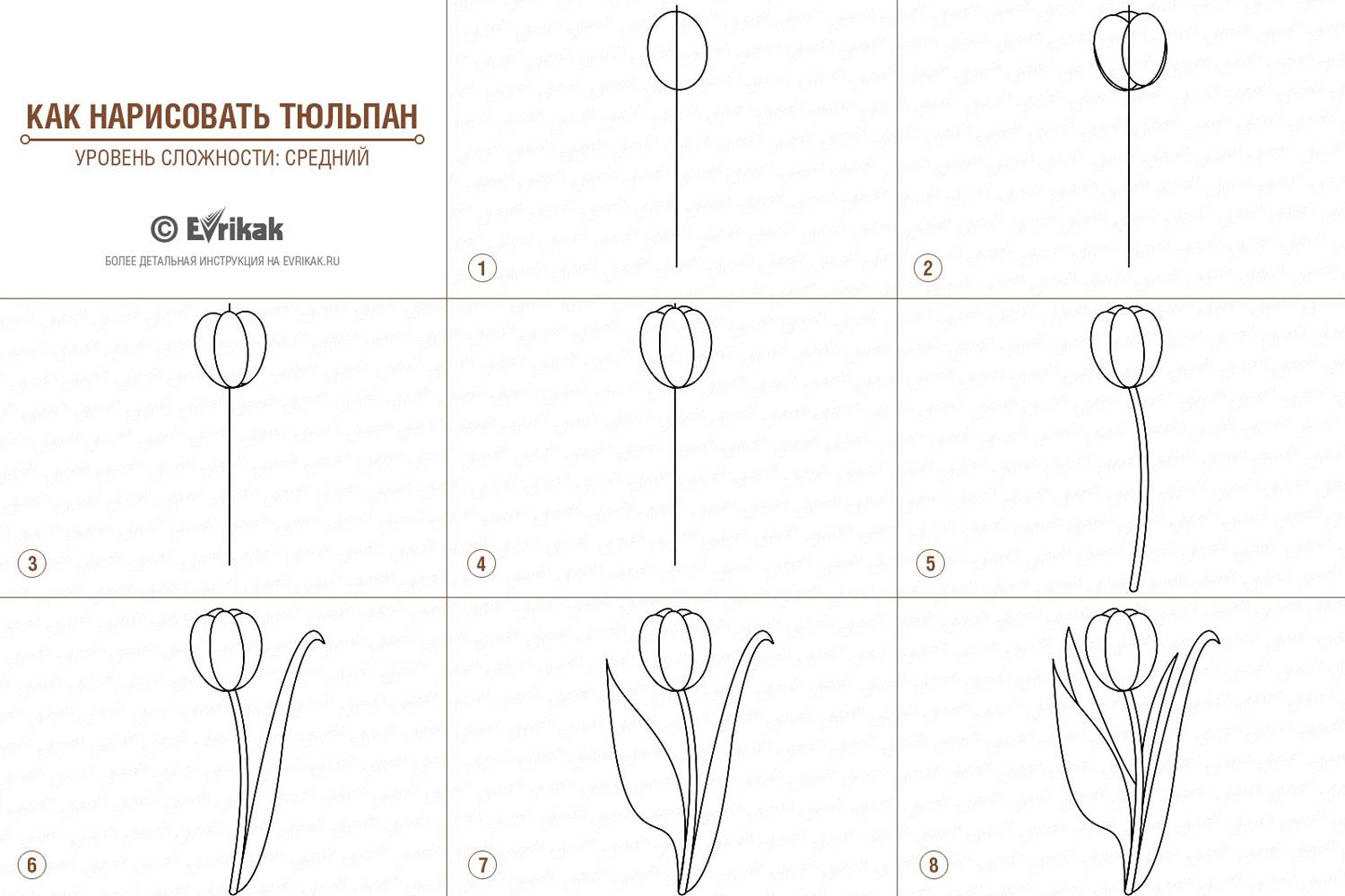 collage_Как нарисовать тюльпан (уровень сложности средний)