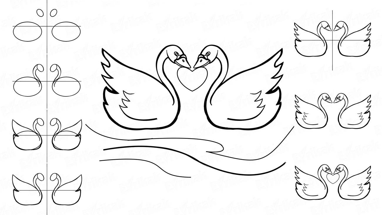 Как пошагово нарисовать двух влюбленных лебедей