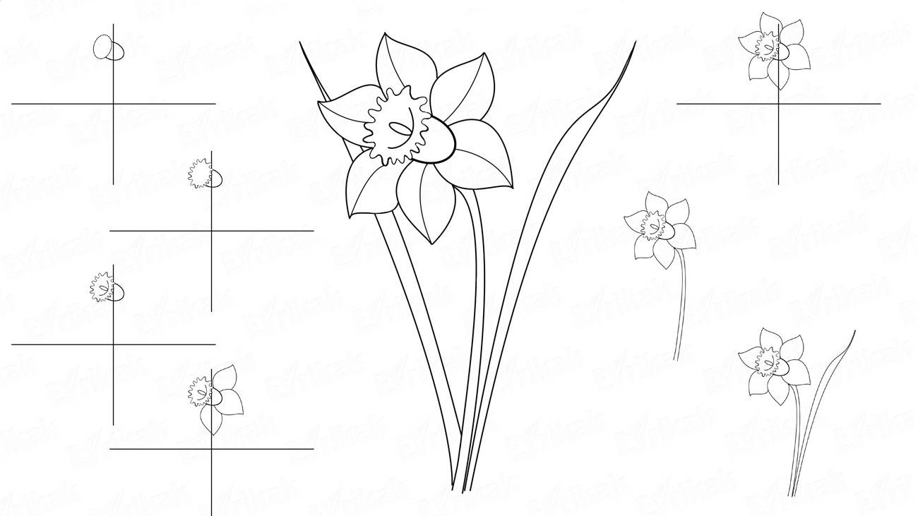 Как пошагово нарисовать цветок нарцисс