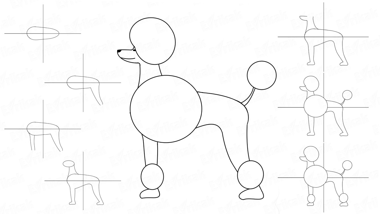 Как нарисовать собаку пуделя