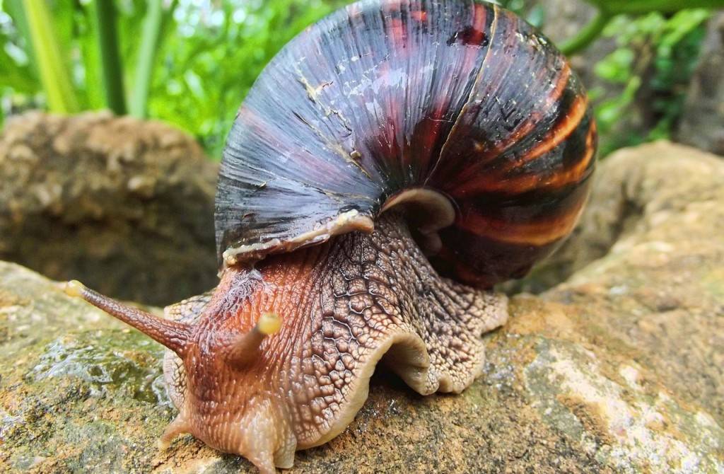 snail-102715_1280