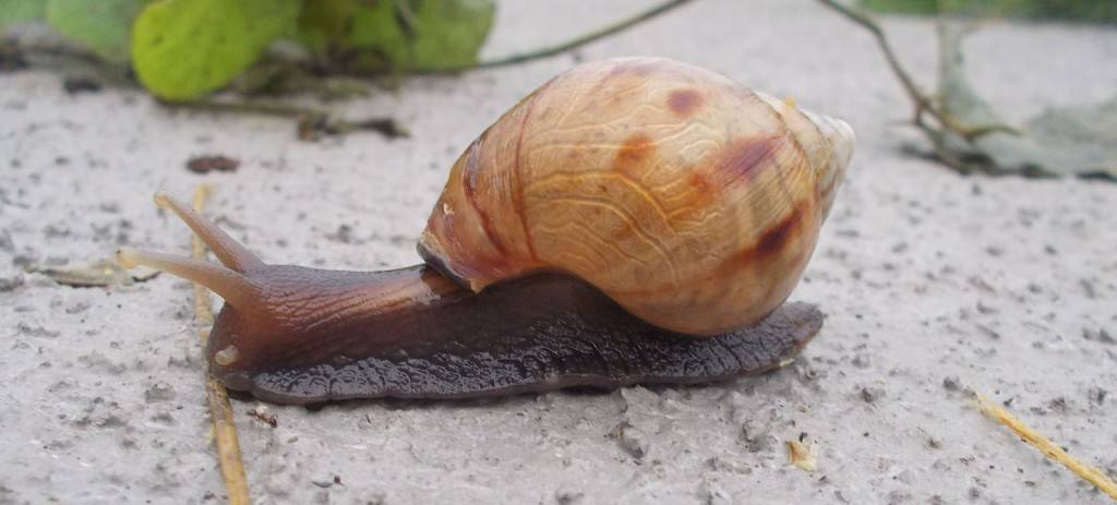 snail-685476_1280