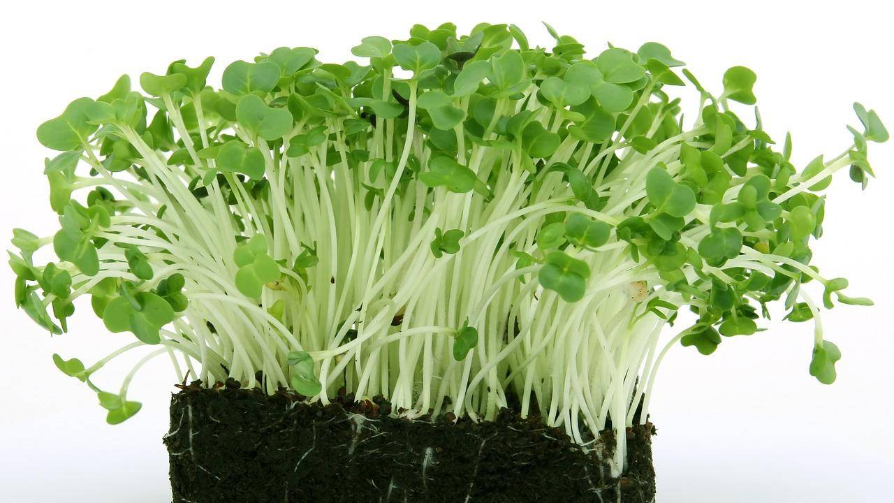 Как выращивать кресс-салат в домашних условиях