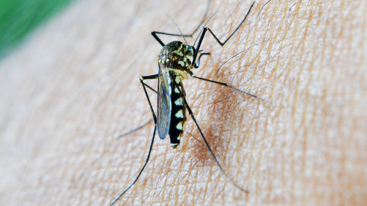 Чем снять покраснение и как лечить укусы комаров народными средствами