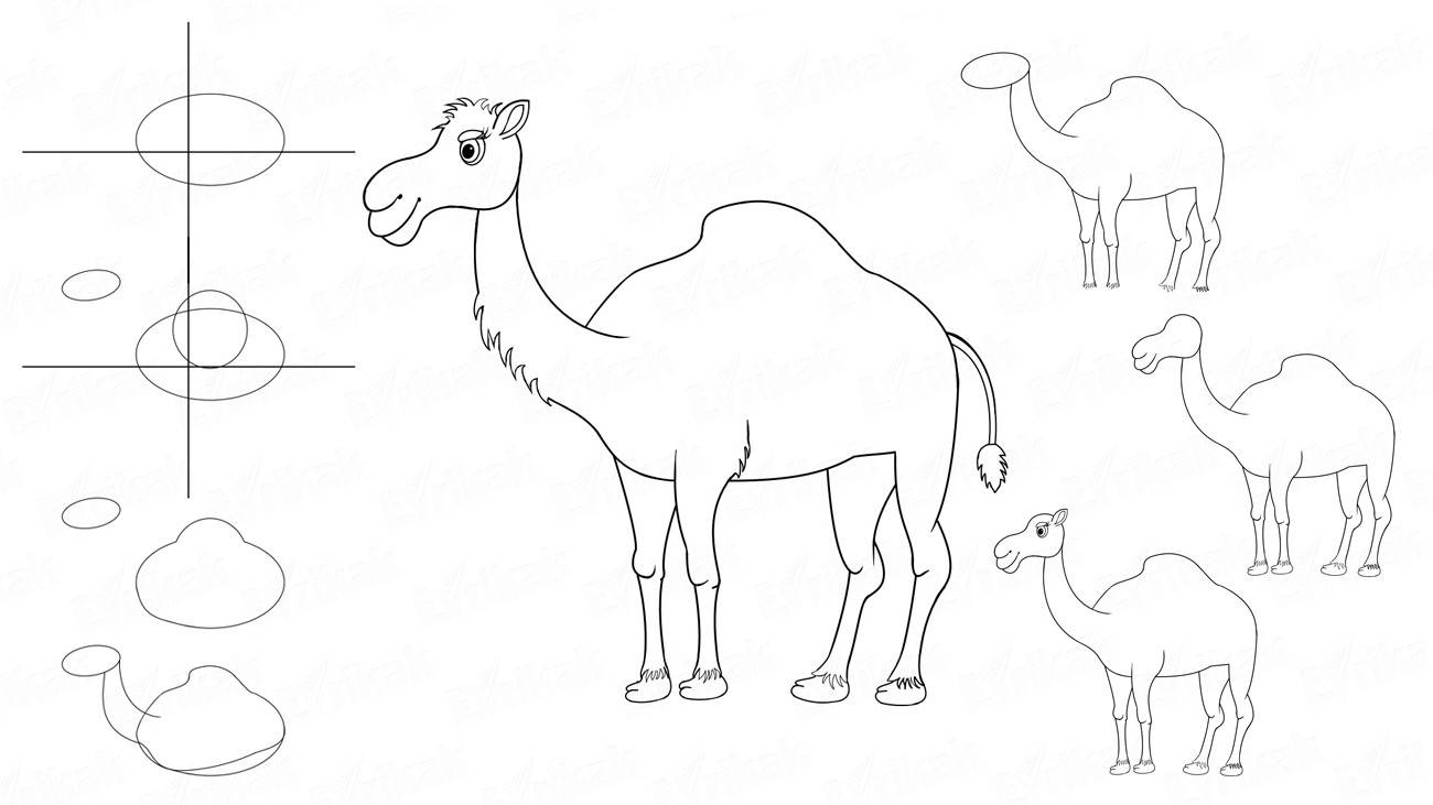 Как пошагово нарисовать одногорбого верблюда