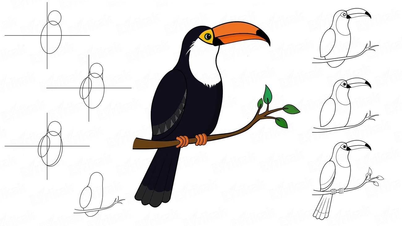 Как пошагово нарисовать птицу Тукан