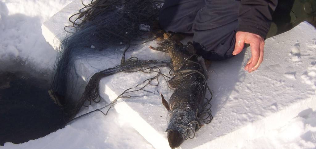Зимняя рыбалка - настоящее удовольствие для ловли щуки