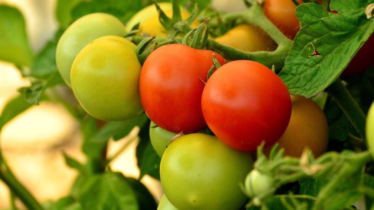 Как выращивать помидоры в теплице: посадка, уход и хранение