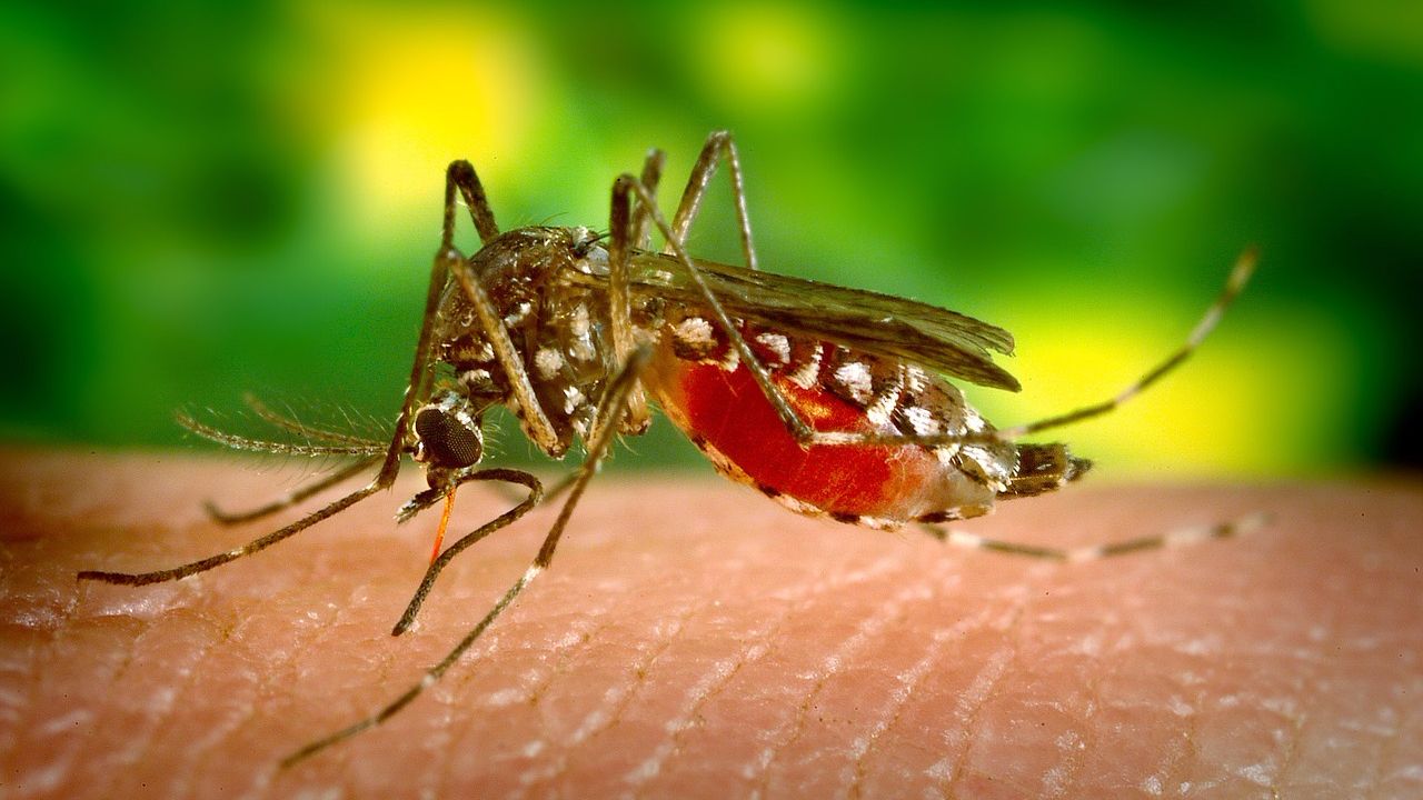 Как уберечь ребенка от комаров