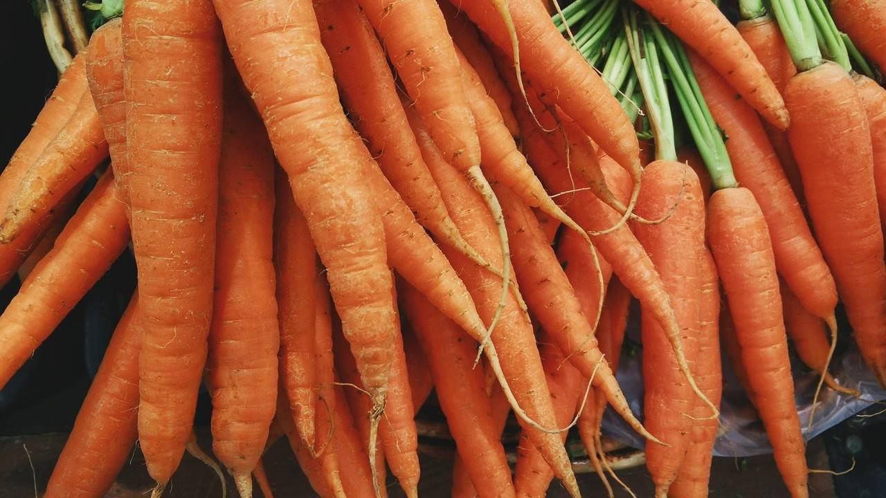 Как вырастить морковь на грядке: посев, уход, хранение