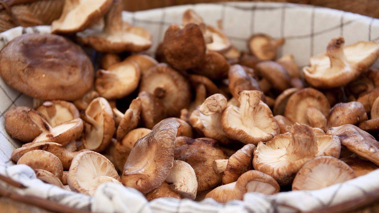 Как правильно сушить грибы: разные варианты