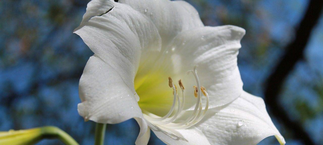 Амариллис - это теплолюбивое растение