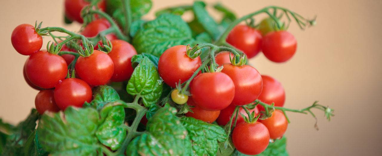 Низкорослые помидоры специально созданы для выращивания в домашних условиях