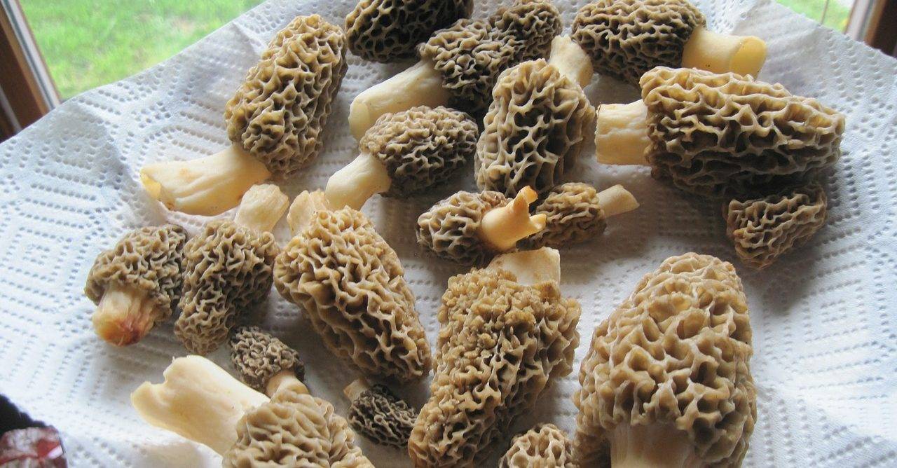 Как правильно приготовить грибы Сморчки-Совет 2