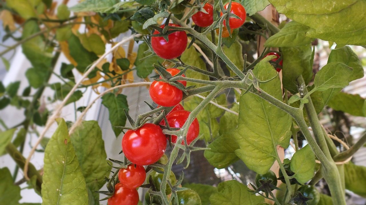 Как правильно выращивать помидоры на балконе
