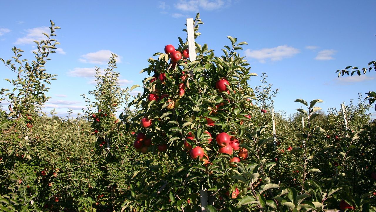 Как посадить, ухаживать и обрезать колоновидные яблони