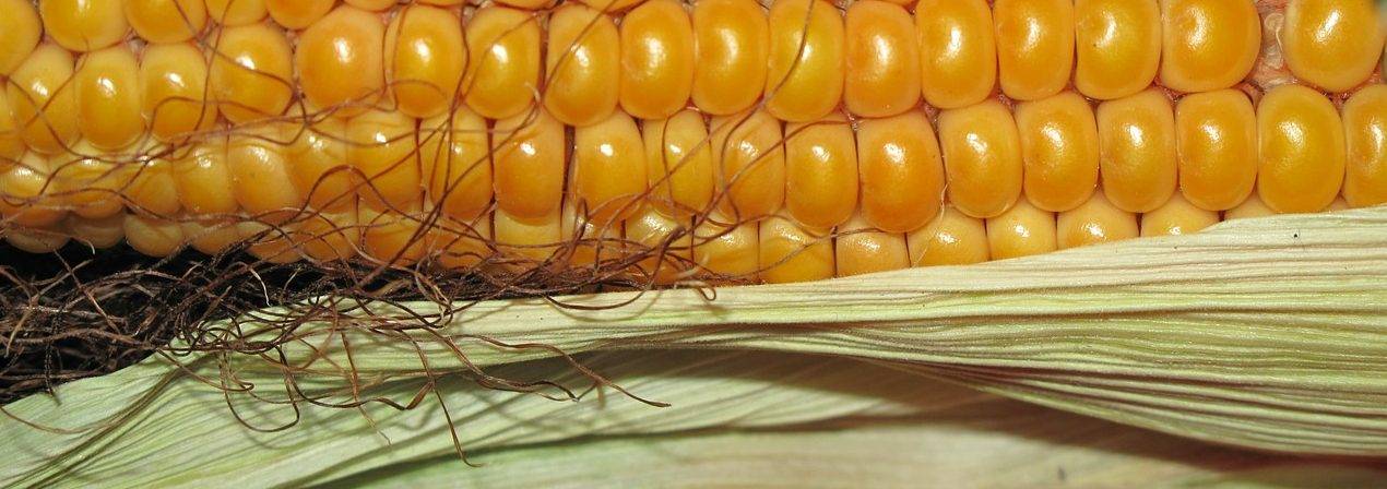 corn-190014_1280